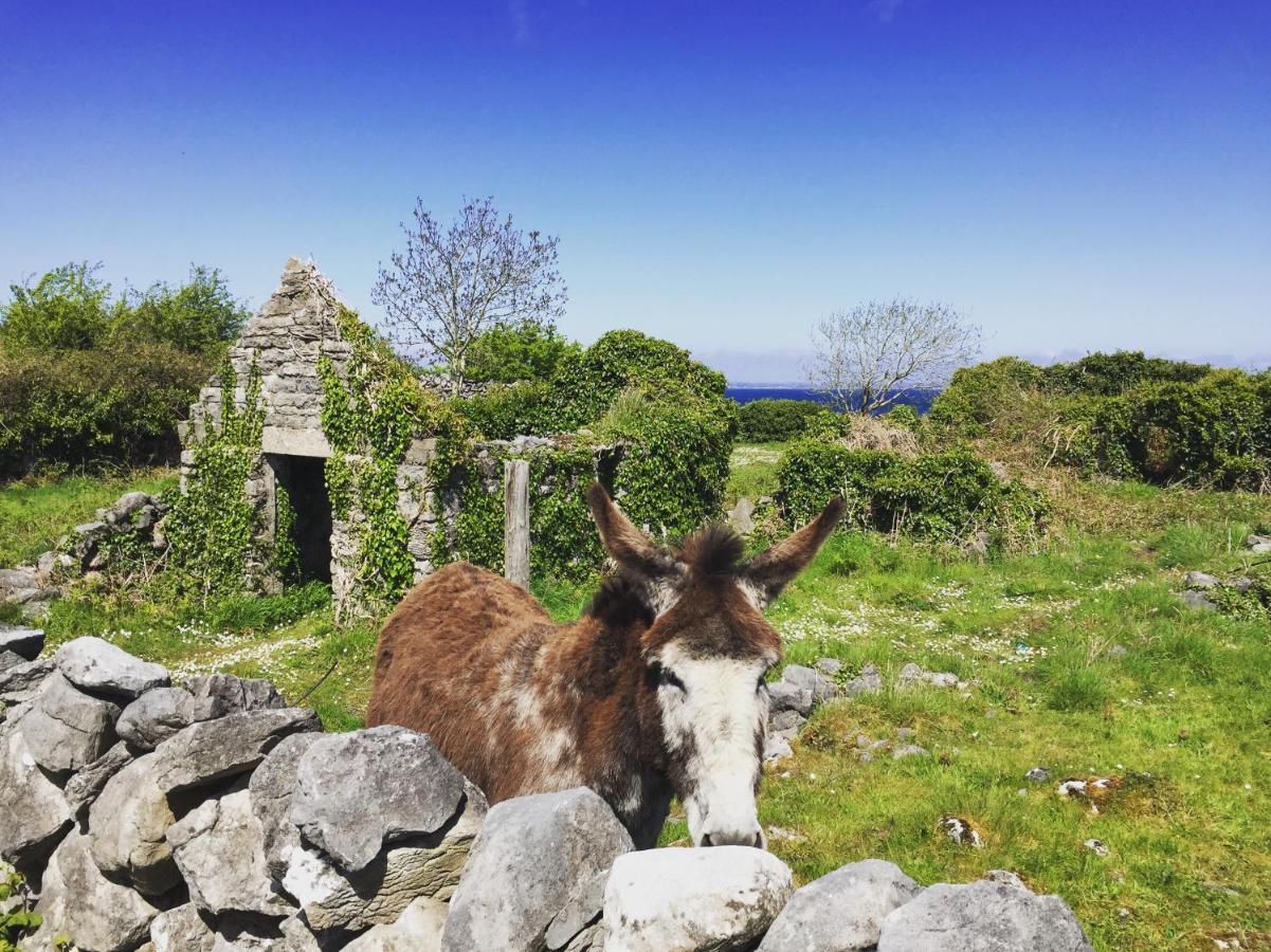 Oranuisce Thatch Cottage Ballyvaughan Eksteriør bilde